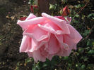 Lady Woodward rose photo