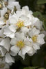 Angel Wings rose photo