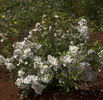 Angel Wings rose photo