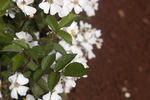 Angel Wings rose photo