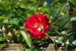 Monthly Rambler rose photo
