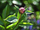 Marie Crousse peony photo
