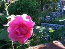 Nymphe Egeria rose photo