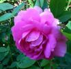 Nymphe Egeria rose photo