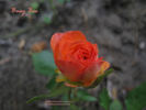 Busy Bee ™ rose photo