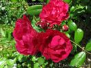 Gloire de Charpennes rose photo