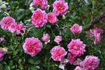 Rountuit ™ rose photo