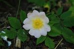 <i>Rosa canina</i> alba rose photo