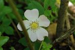 <i>Rosa canina</i> alba rose photo