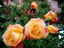 Jura rose photo