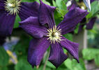 Romantika clematis photo