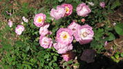OPPoly rose photo