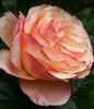 Ibiza rose photo