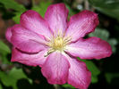 Asao clematis photo