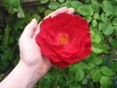 Griff's Red rose photo