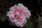 Her Majesty rose photo