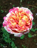 SV-2010-WRxNP rose photo