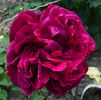 Friedrichsruh rose photo