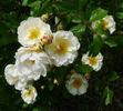Neige d'Avril rose photo