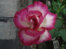 Jaltinskij Suvenir rose photo