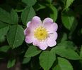 <i>Rosa canina inermis</i> 'Clou' rose photo