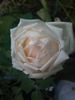 Madame Maurin rose photo