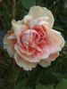 Paul Lédé rose photo