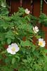 <i>Rosa canina</i> alba rose photo