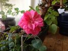 EagoBoni3 rose photo