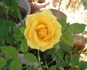 Golden Freelander rose photo