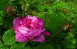 Fanny Pavetot rose photo