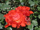 Garden Club rose photo