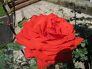 Cara Nervi rose photo