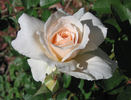 Prairie Star rose photo