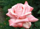 Selvetta ® rose photo