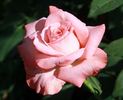 Selvetta ® rose photo