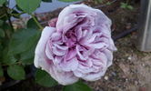 Anke rose photo