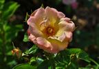 Tzigane ® rose photo