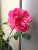 EagoBoni3 rose photo