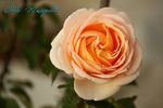 Odile Masquelier ® rose photo