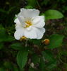 Colibri rose photo