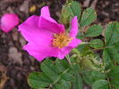 Pink Mystery rose photo