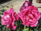 Profumo Romano rose photo