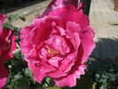 Profumo Romano rose photo