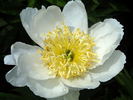 Moon of Nippon peony photo
