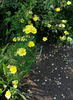 Golden Chersonese rose photo