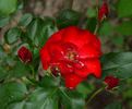 Crimson Meidiland rose photo