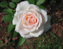 Prairie Star rose photo