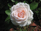Prairie Star rose photo