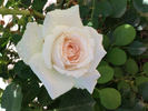 Helena Renaissance rose photo